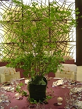 c0084760_14791.jpg