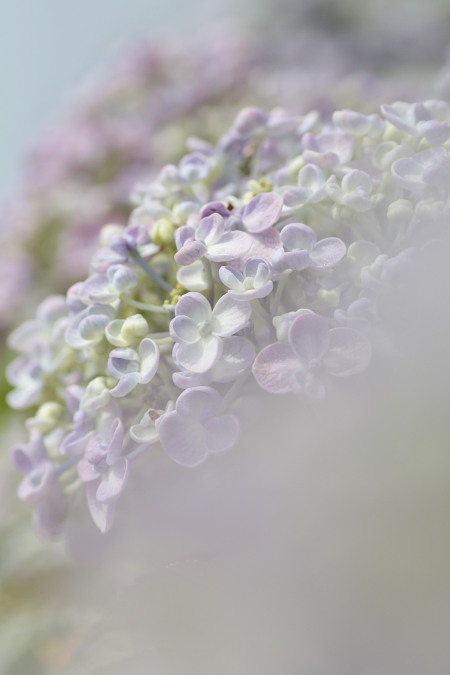 なばなの里　～紫陽花と花菖蒲～_f0148762_20523282.jpg