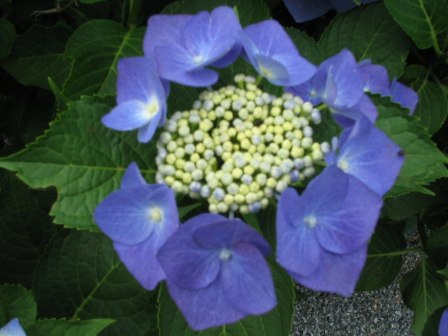 f0085369_7264594.jpg
