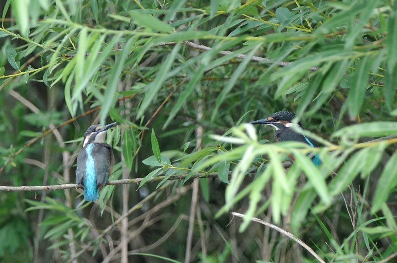 カワセミ兄弟_f0053272_11112016.jpg