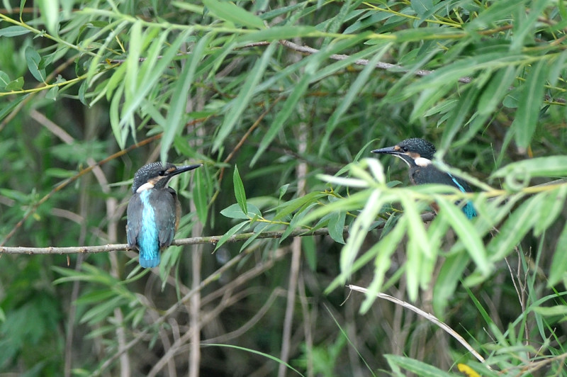 カワセミ兄弟_f0053272_11131098.jpg