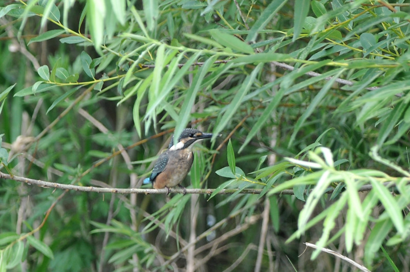 カワセミ兄弟_f0053272_11183077.jpg