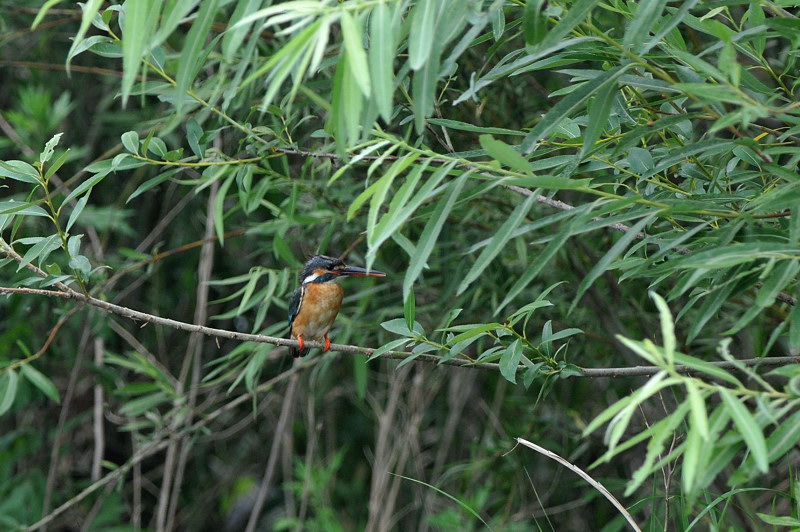 カワセミ兄弟_f0053272_1122076.jpg