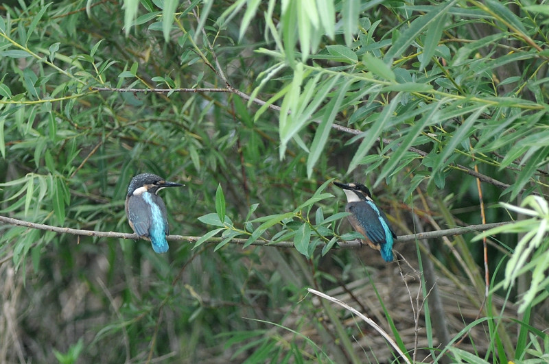 カワセミ兄弟_f0053272_115887.jpg