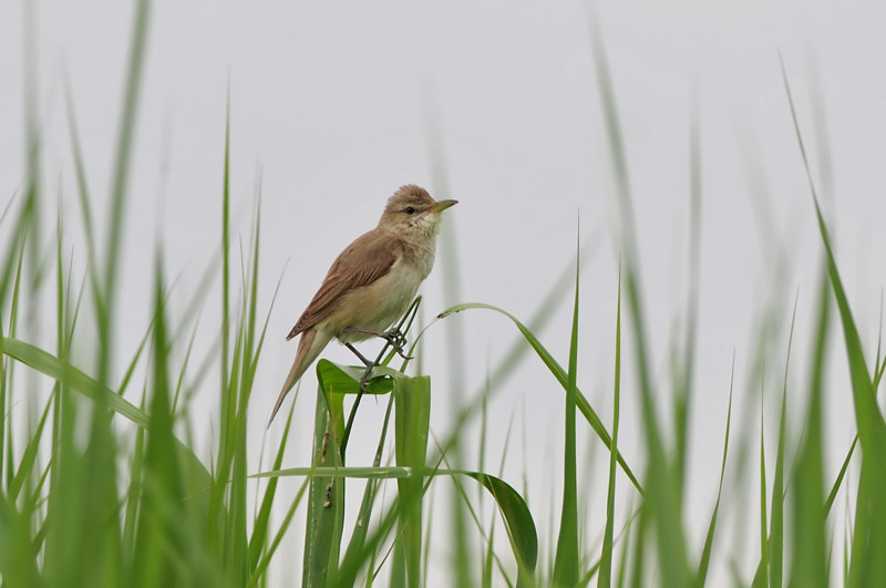 オオヨシキリ_f0053272_1442097.jpg