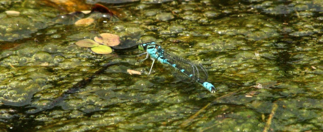水面をはう様に飛ぶオオイトトンボ_a0107574_1713051.jpg