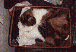 a0105185_16175659.gif