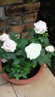 f0144003_2159883.jpg
