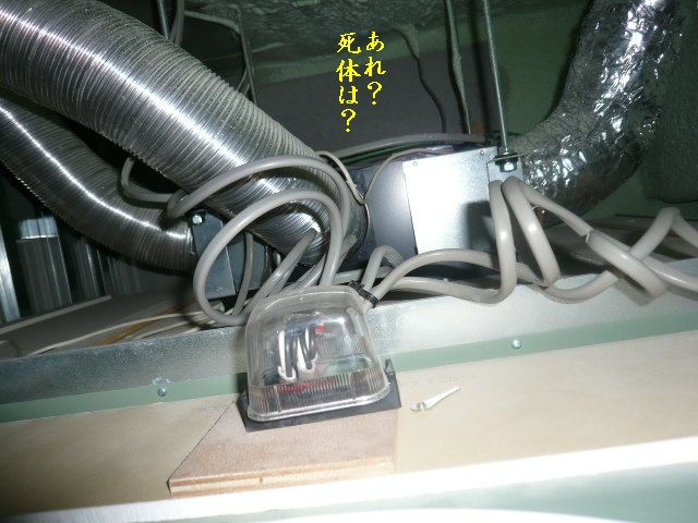 e0094407_1554282.jpg