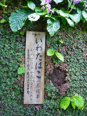 葉山　北鎌倉　その２　東慶寺♪_e0098508_14353762.jpg