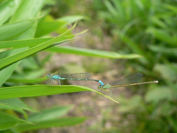 福岡地区　池･川･汽水域散策　遠出したのに_e0002314_1926670.jpg