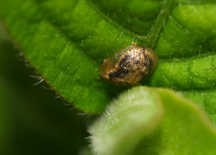 イノコヅチカメノコハムシ Cassida japana Baly ?_c0116915_2352586.jpg