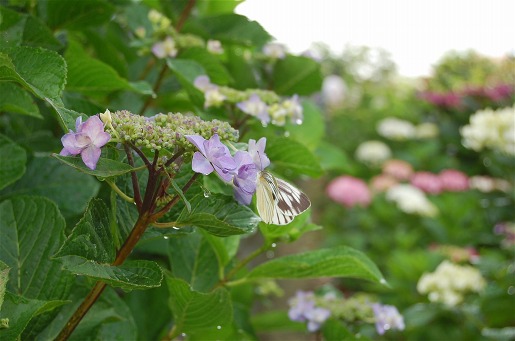 今が見頃！紫陽花の丘_a0087927_0235150.jpg