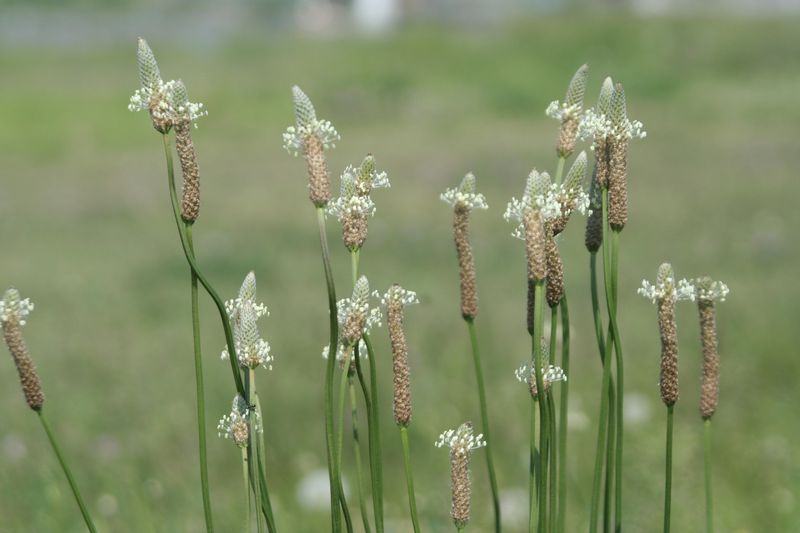 下ノ畑　草　帰化植物　②_c0104227_928113.jpg