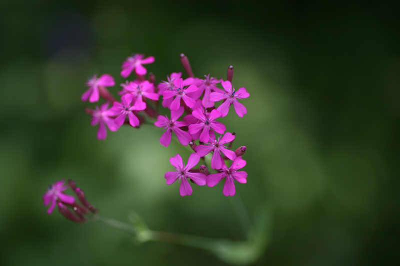 梅雨に向かう花_f0017530_19504484.jpg