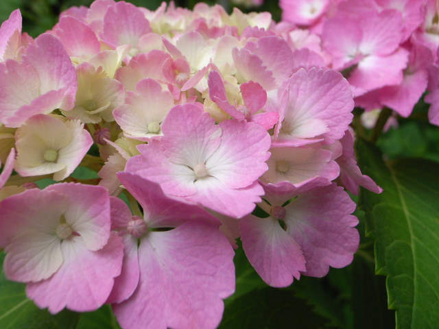 雨の花の寺　後編_d0105133_2091988.jpg