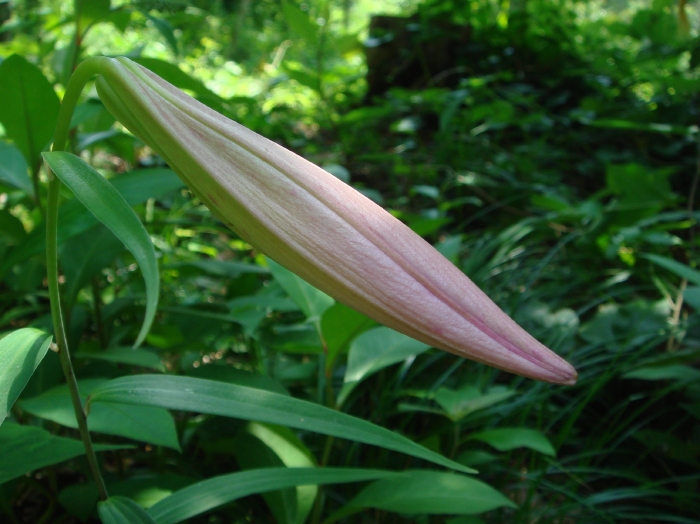 c0108460_20342645.jpg
