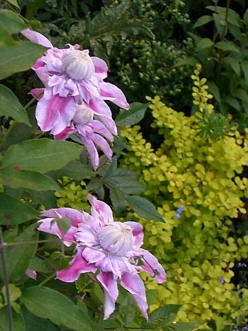 e0017562_21518.jpg