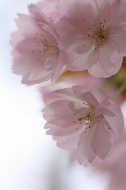 桜　京都・仁和寺　－紅葉薄桃八重の桜・その１ー_d0141365_2141657.jpg