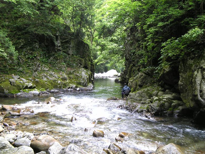 2008.6.14 渓流に遊ぶ　岩魚６　山女１_e0108765_18421058.jpg