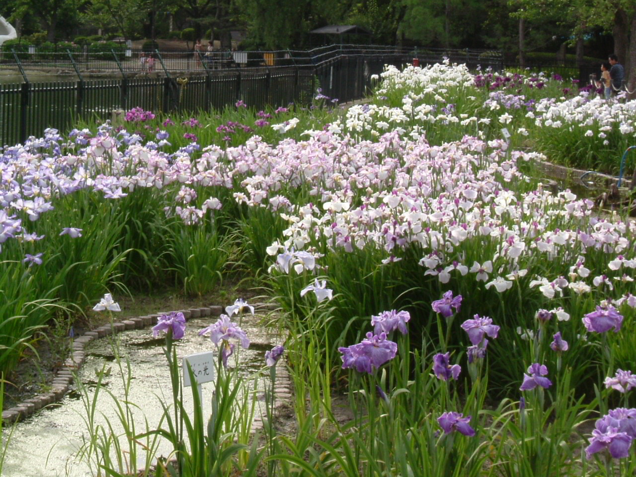 水月公園のショウブ園2_f0150767_1649849.jpg
