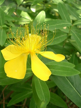 ビヨウヤナギ(未央柳)_c0085874_17332259.jpg