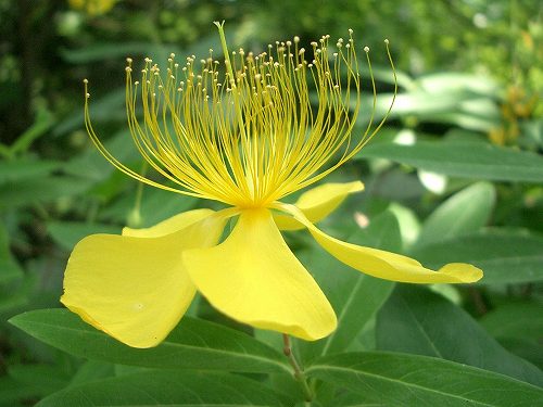 ビヨウヤナギ(未央柳)_c0085874_17341791.jpg