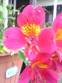 e0046477_10502985.jpg
