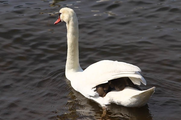 白鳥の親子(おんぶ)_f0105478_22491336.jpg