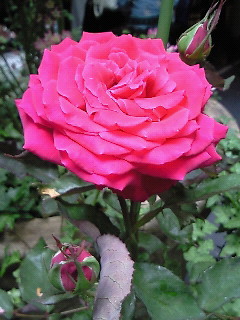 b0125384_19585575.jpg
