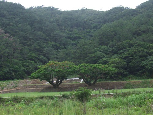 e0028387_1945419.jpg