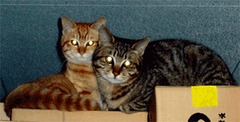 f0001993_10321517.gif