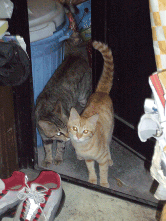 f0001993_10322839.gif