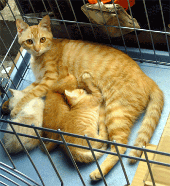 f0001993_10374767.gif