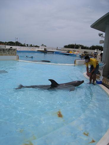 沖縄新婚旅行　6月9日⑤　海洋博公園【イルカラグーン】_c0146301_1004653.jpg