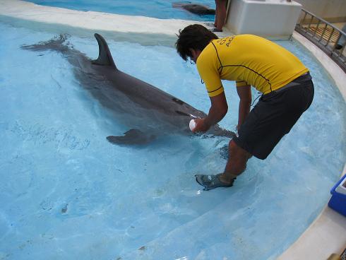 沖縄新婚旅行　6月9日⑤　海洋博公園【イルカラグーン】_c0146301_1051849.jpg