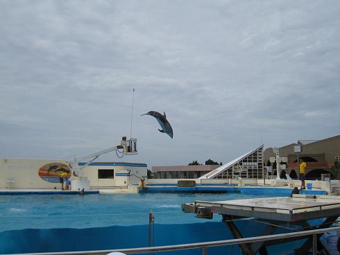 沖縄新婚旅行　6月9日⑦　海洋博公園【オキちゃん劇場でイルカショー】_c0146301_17331493.jpg