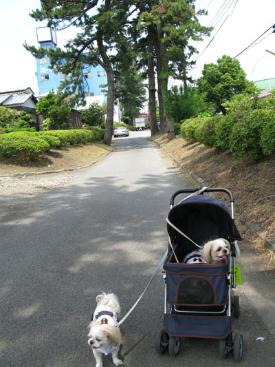 週に1度のシャンプーDay（6月14日）_c0011204_20495167.jpg