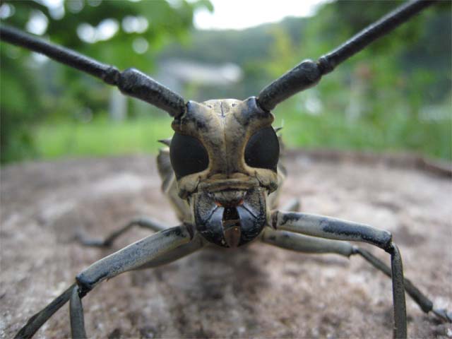 今朝家の庭にいた虫 昆虫ブログ むし探検広場