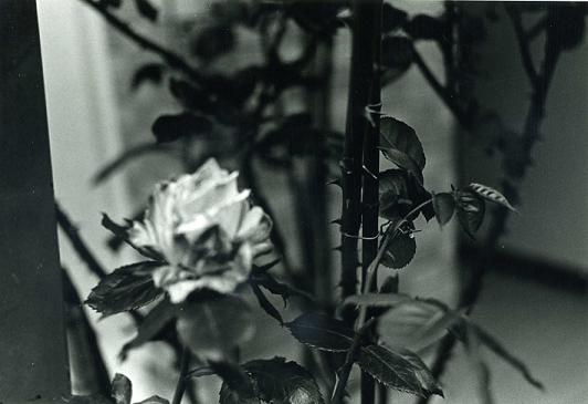 薔薇_f0036209_10312074.jpg