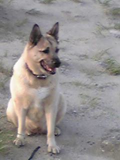 d0070316_131725.jpg