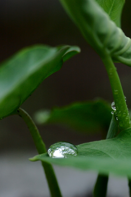 雨の日_c0047919_12394655.jpg