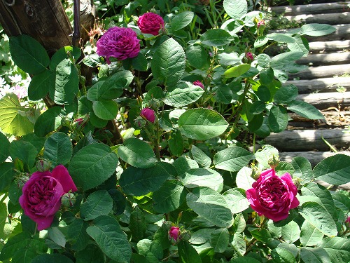 f0170524_1104381.jpg