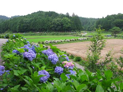 あじさいの小径_f0129726_2233115.jpg