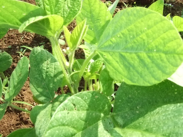 野菜畑（実のなる野菜）_b0137932_20463581.jpg