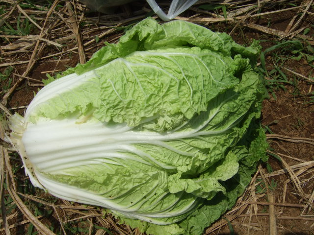 野菜畑(実のなる野菜)_b0137932_20465439.jpg