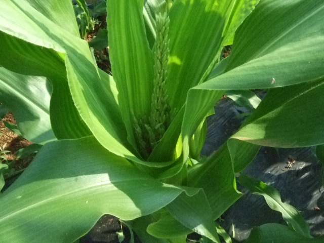 野菜畑（実のなる野菜）_b0137932_2048499.jpg