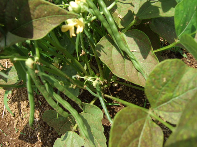 野菜畑(実のなる野菜)_b0137932_20491530.jpg