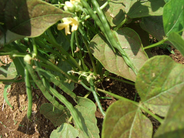 野菜畑（実のなる野菜）_b0137932_20491530.jpg