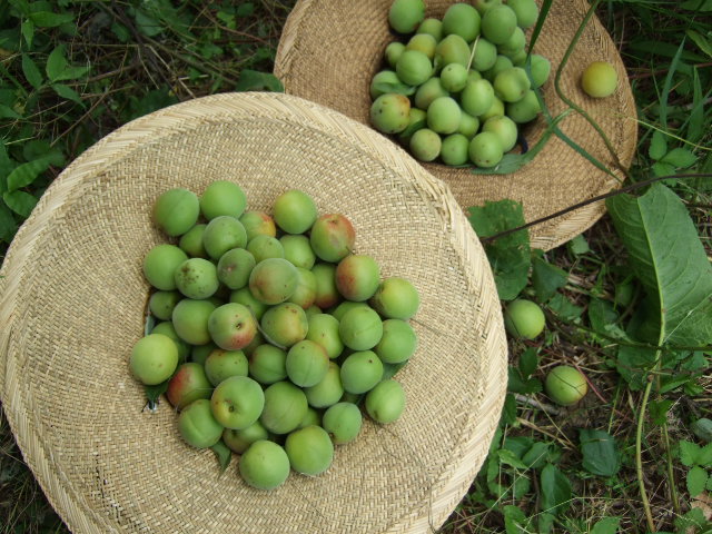 野菜畑（実のなる野菜）_b0137932_20492656.jpg